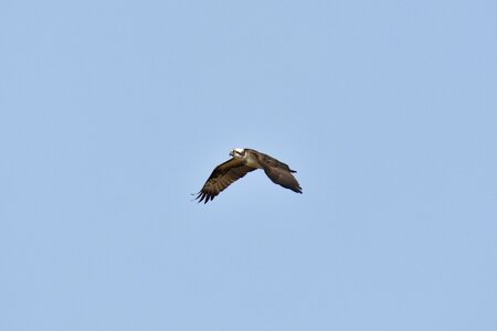 Wild birds account osprey photo