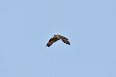 Wild birds account osprey