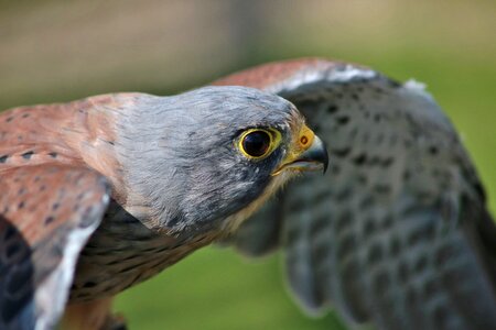 Male nature predator photo