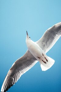 Seagull natural birds photo