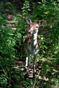 Nature fur young