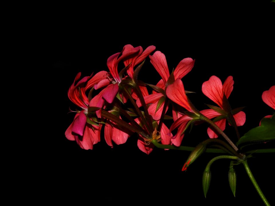 Flower red black