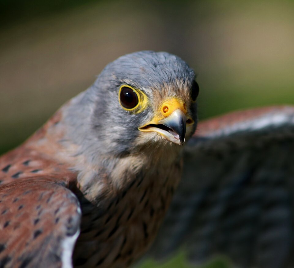 Male predator bird