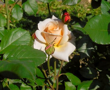 Rose plants flower