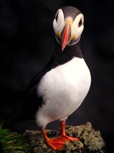 Outdoors animal puffin