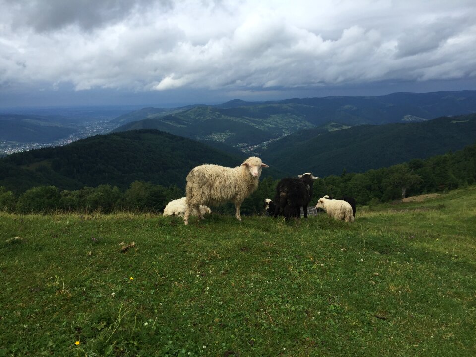 Javorník ukraine karpaty