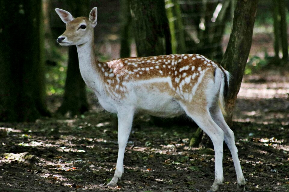 Nature animal young