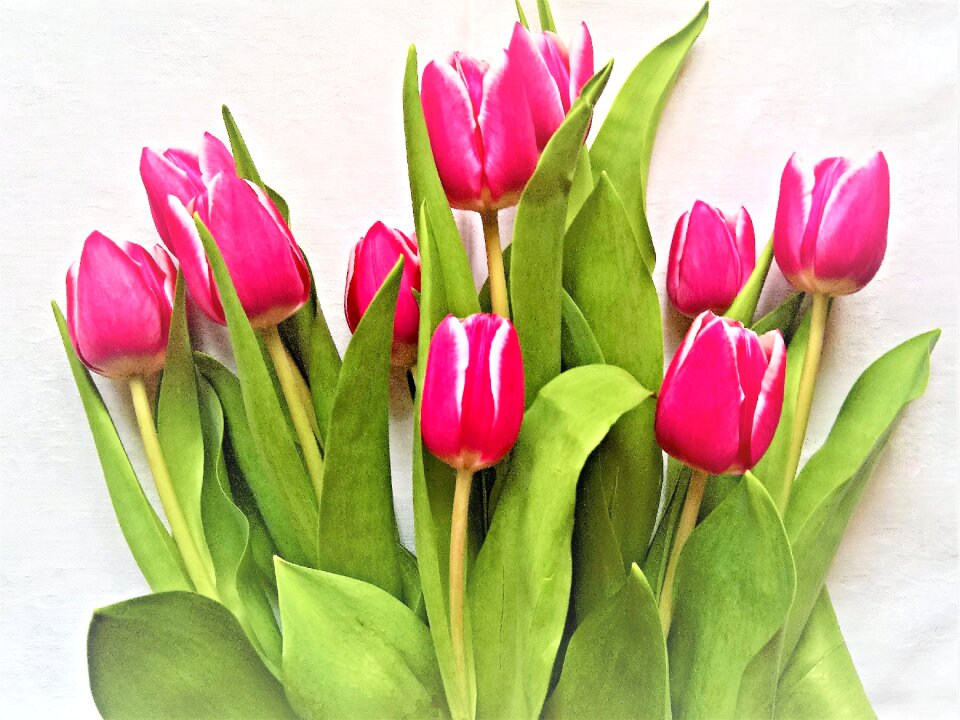Cut flowers red white flowers spring