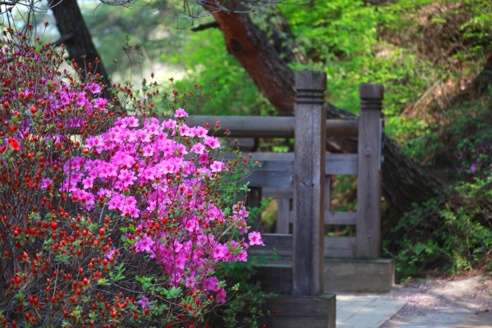 Plants outdoors azaleas flower