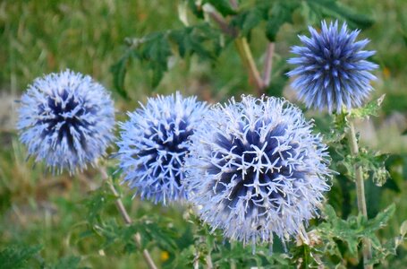 Plant flower blue