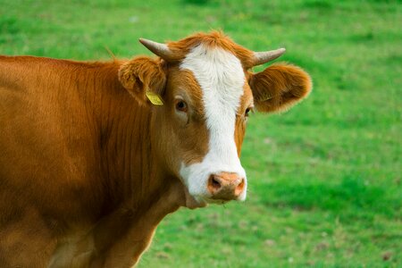 Milk cattle horns photo