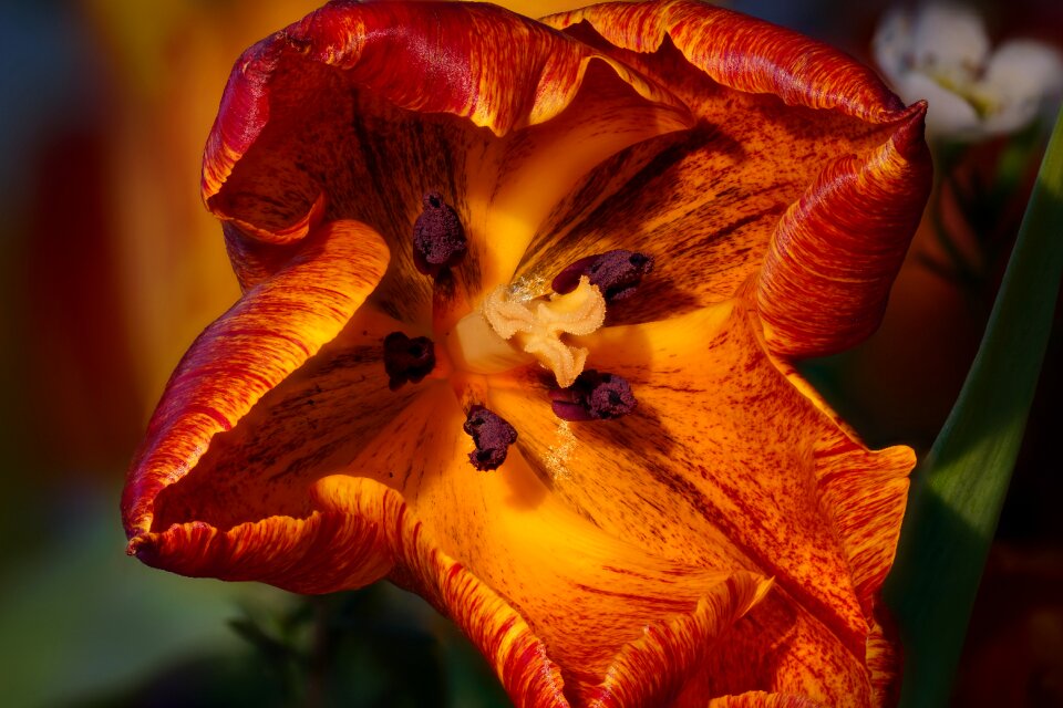 Close up nature plant