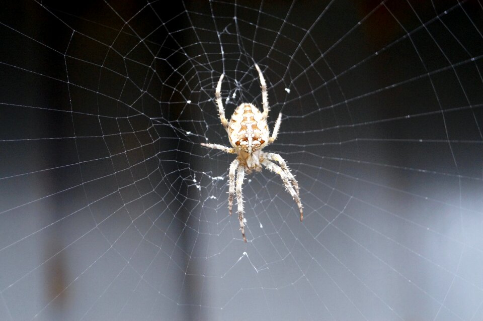 Cobweb animal close up