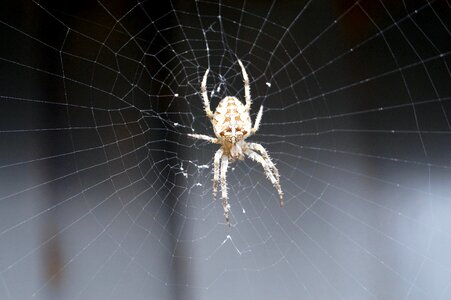 Cobweb animal close up