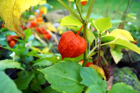 Nature ornamental plant physalis alkekengi