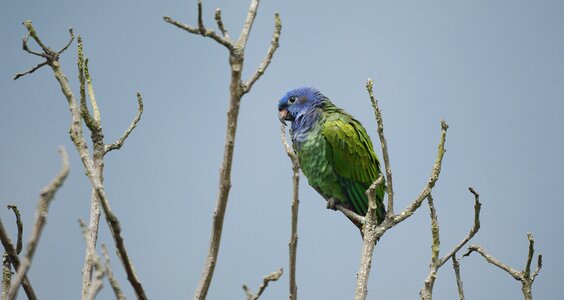 Fauna animal exotic colombia