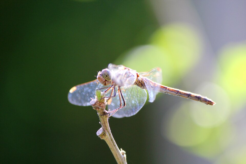 Dragonfly insect close up