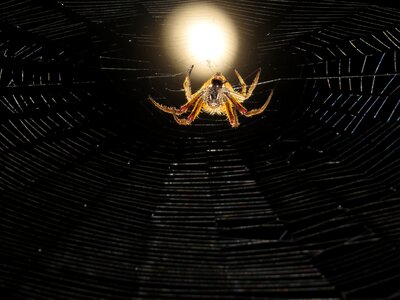 Spider hunter night colombia