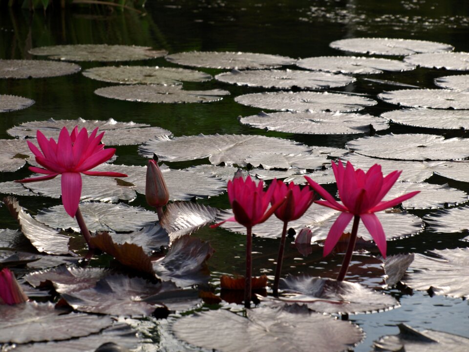 Lake lily the body of water lotus