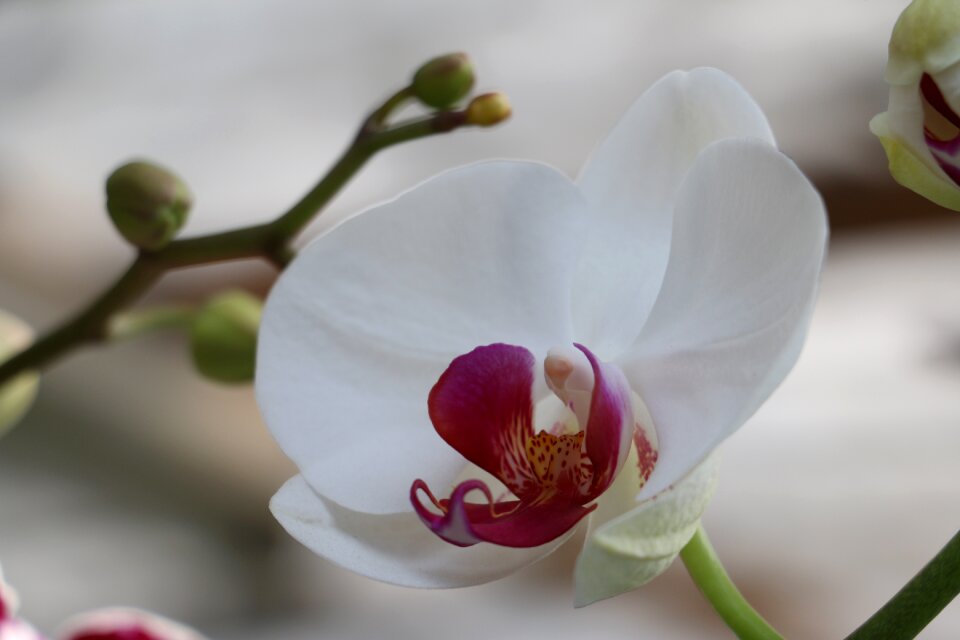 Orchid green life