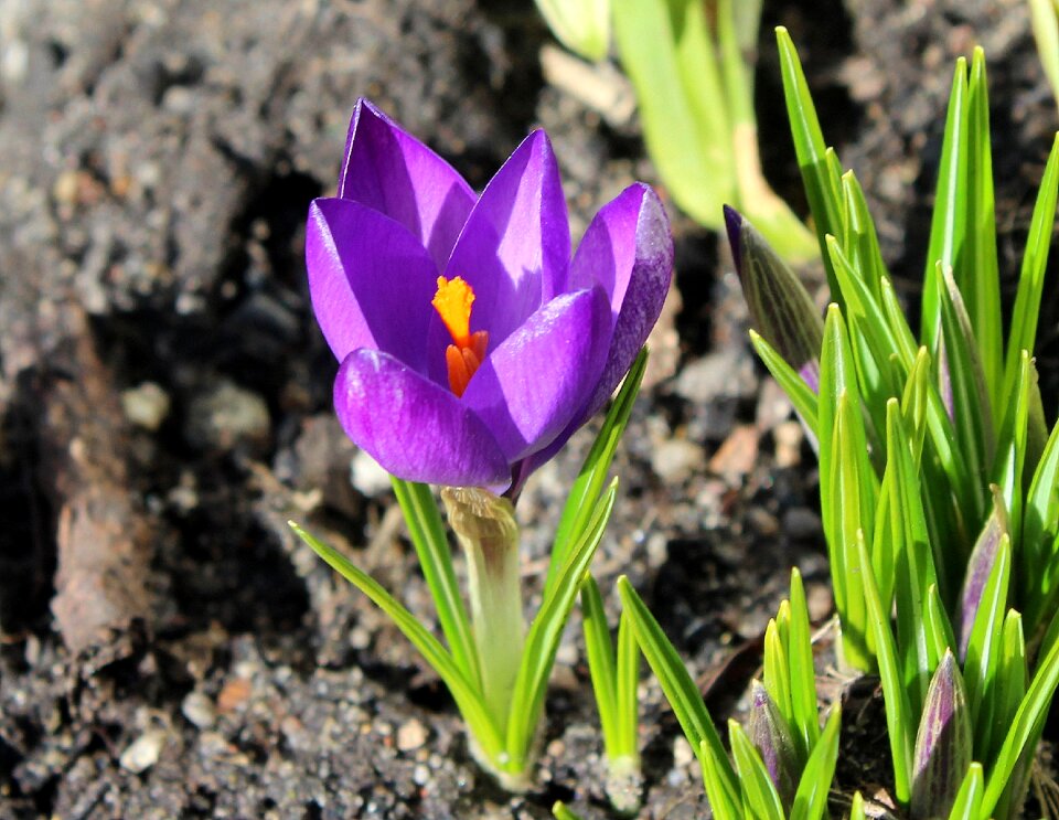 March spring flowers nature