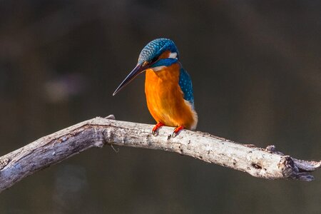 Animal beak kingfisher photo