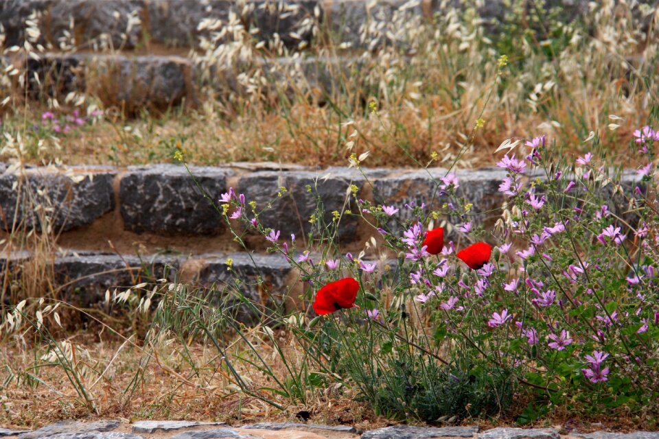 Plant flowers nature