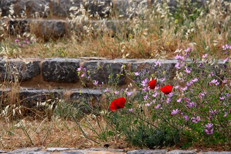 Plant flowers nature