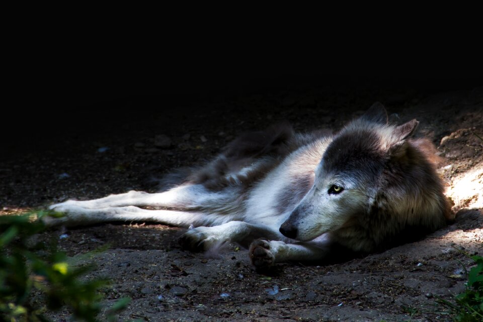 Nature mammal animal world
