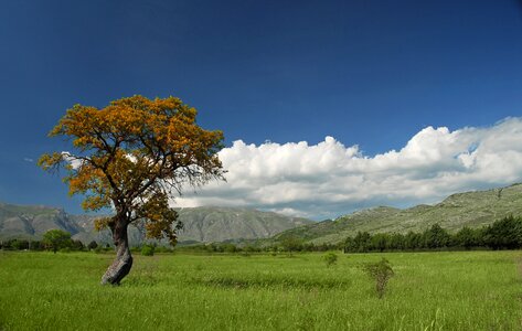 Panoramic grass summer photo