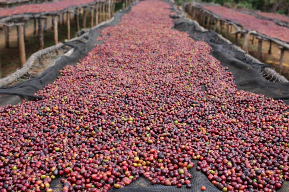 Sundried coffee dry processed coffee coffee