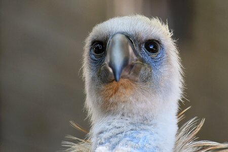 Bird head griffon vulture photo