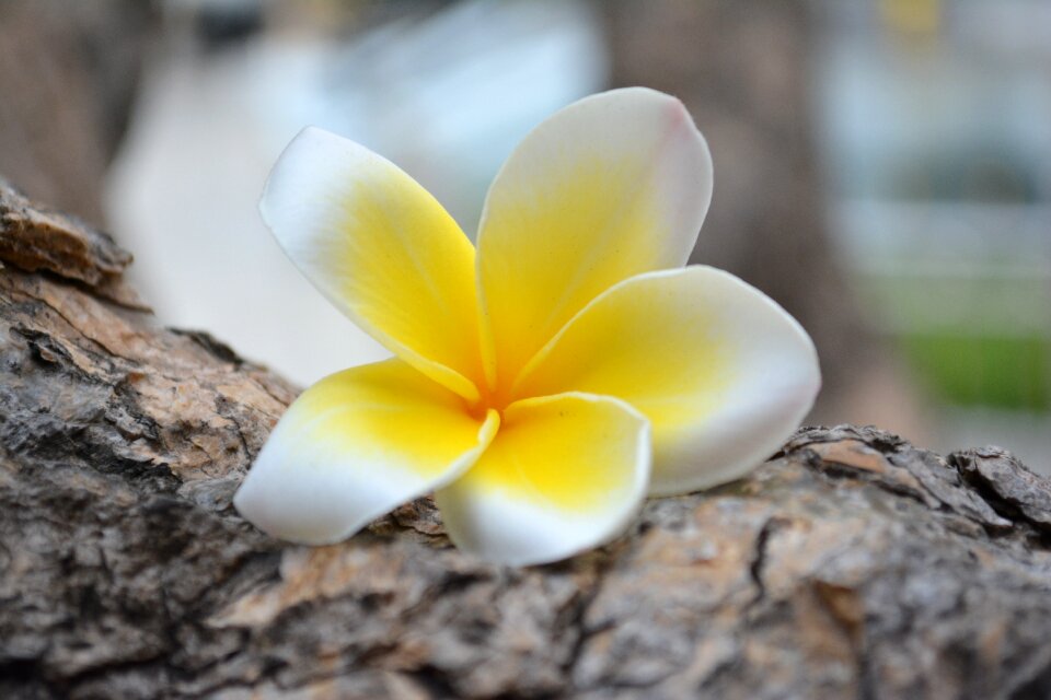 A yellow flower natural summer