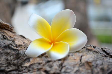 A yellow flower natural summer
