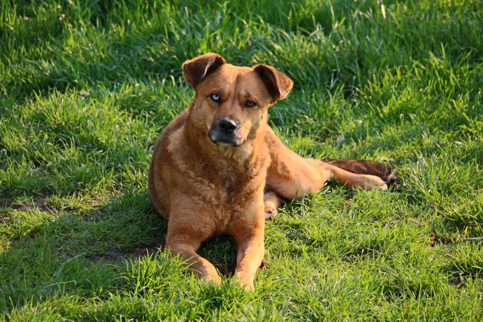 Lying dog pet sunlight