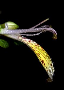 Yellow plant drops