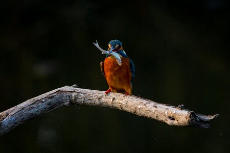 Nature branch perched