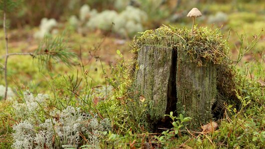 Nature forest autumn