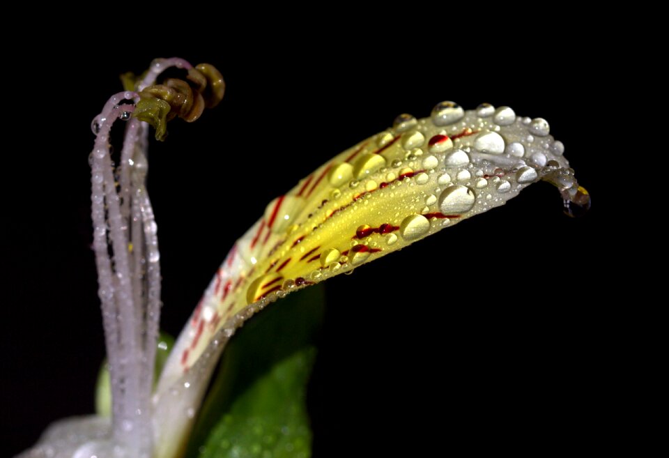 Yellow plant drops