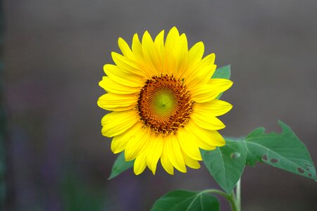 Leaf flowers sunflower photo