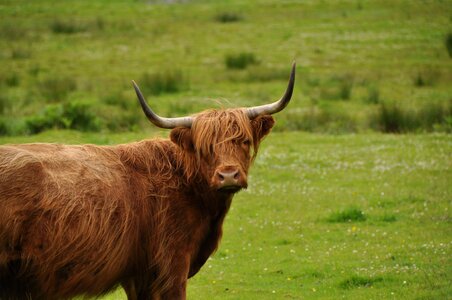 Highlander cow scotland