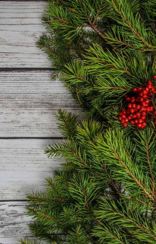 Decoration pine xmas