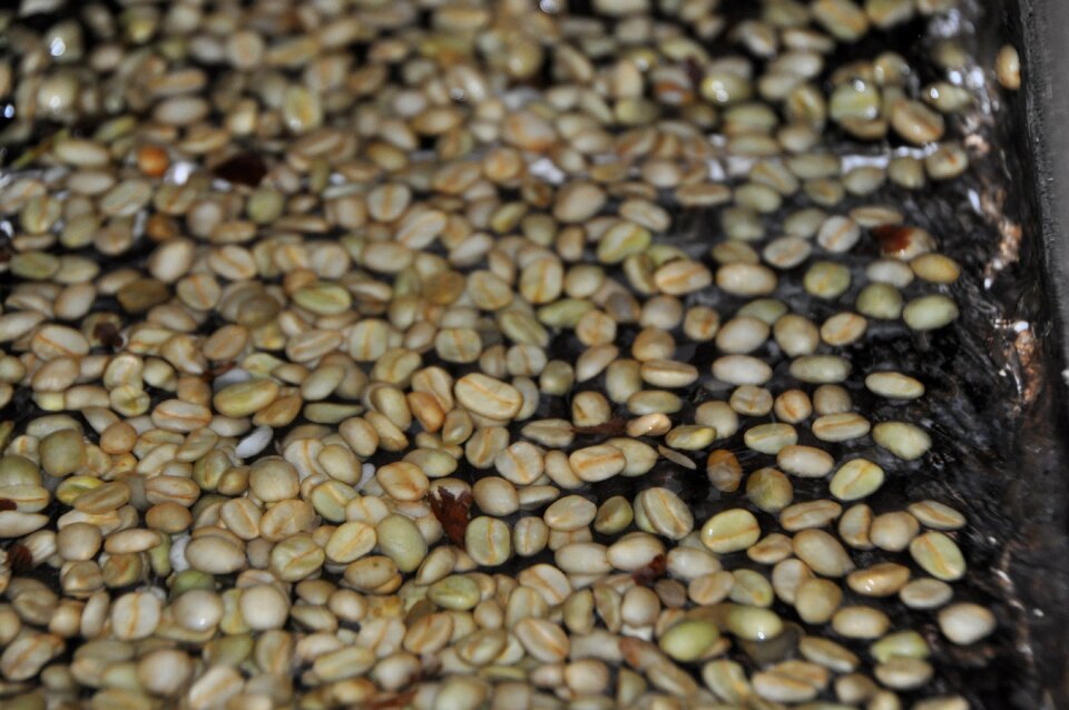 Washed coffee wet processed coffee coffee