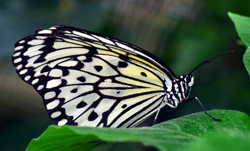 White white black insect photo