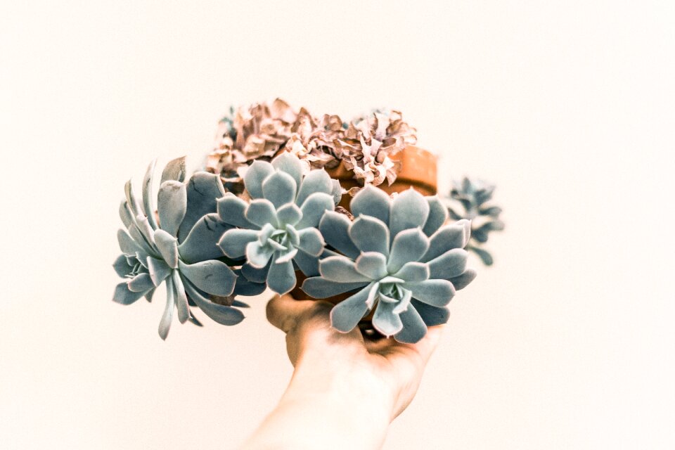 Plant nature flowerpot