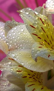 Yellow plant drops
