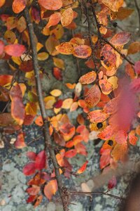 Closeup autumn macro photo