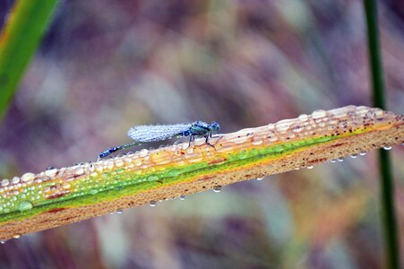 Hopper wild winter