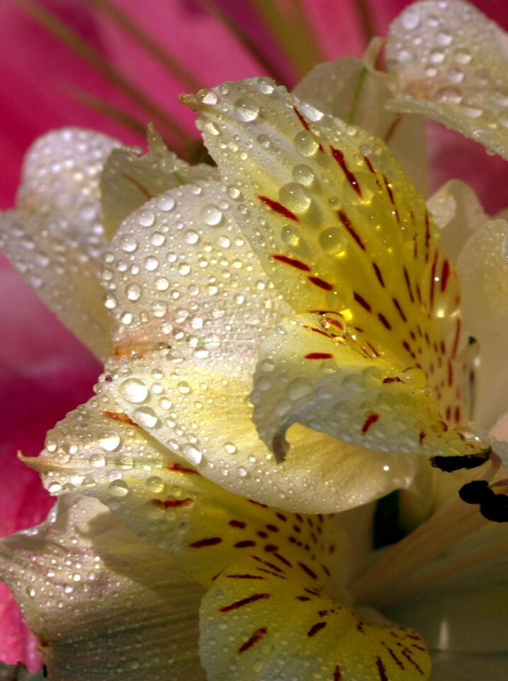 Yellow plant drops photo