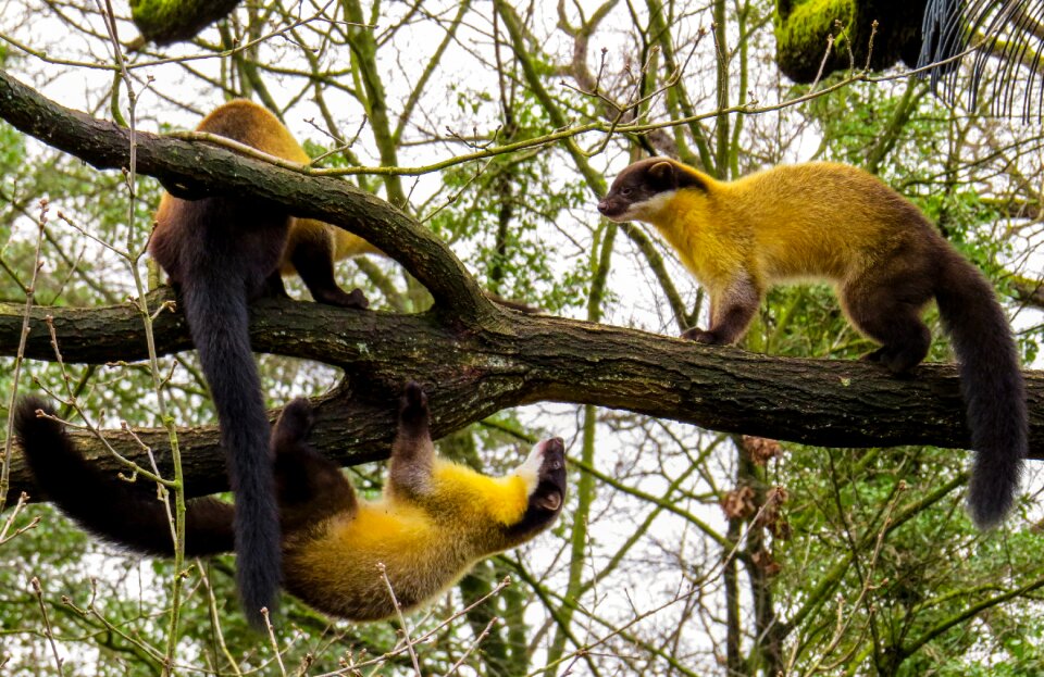 Wild pine marten carnivores